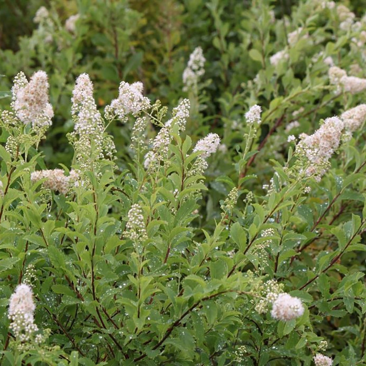 Meadowsweet - LandscapeDirect