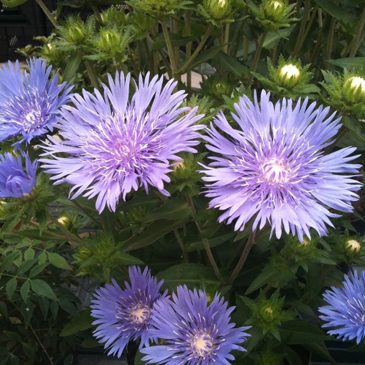 Mel's Blue Stokes' Aster - LandscapeDirect