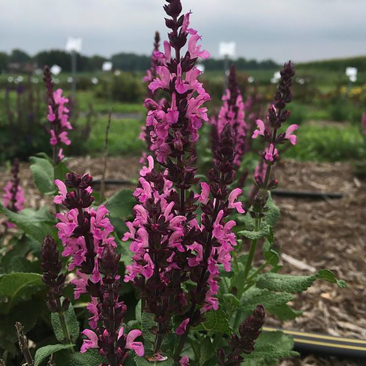 Midnight Rose Woodland Sage - LandscapeDirect
