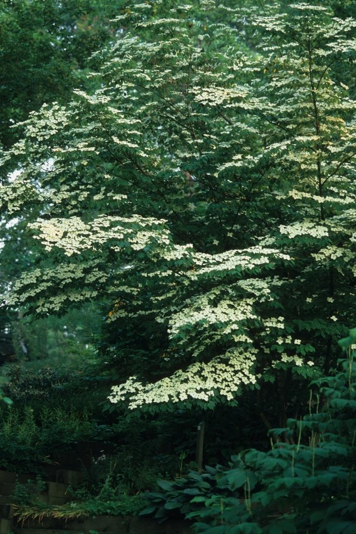 Milky Way Chinese Dogwood - LandscapeDirect