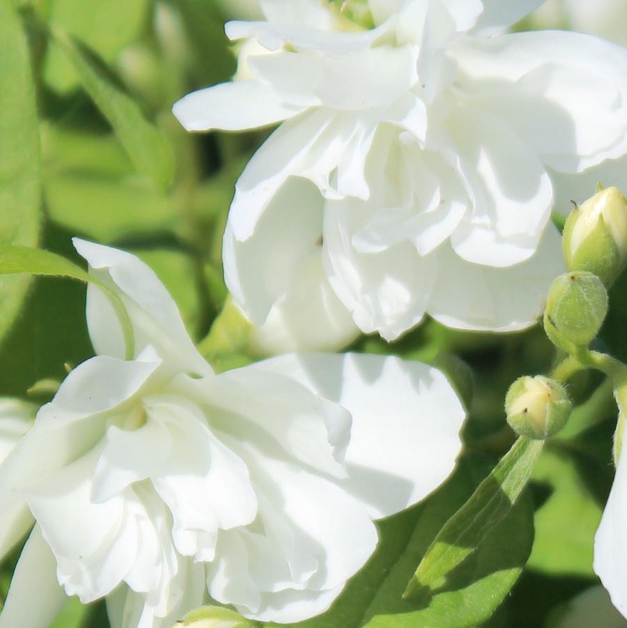 Minnesota Snowflake Mock Orange – LandscapeDirect