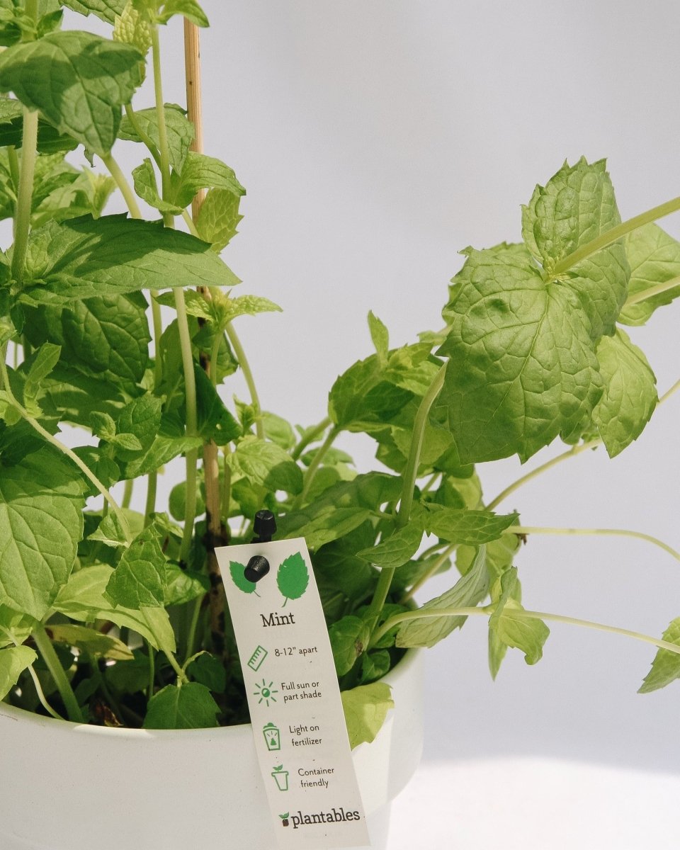 Mint - LandscapeDirect