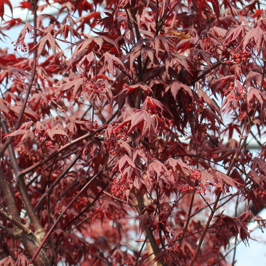 Moonfire Japanese Maple - LandscapeDirect