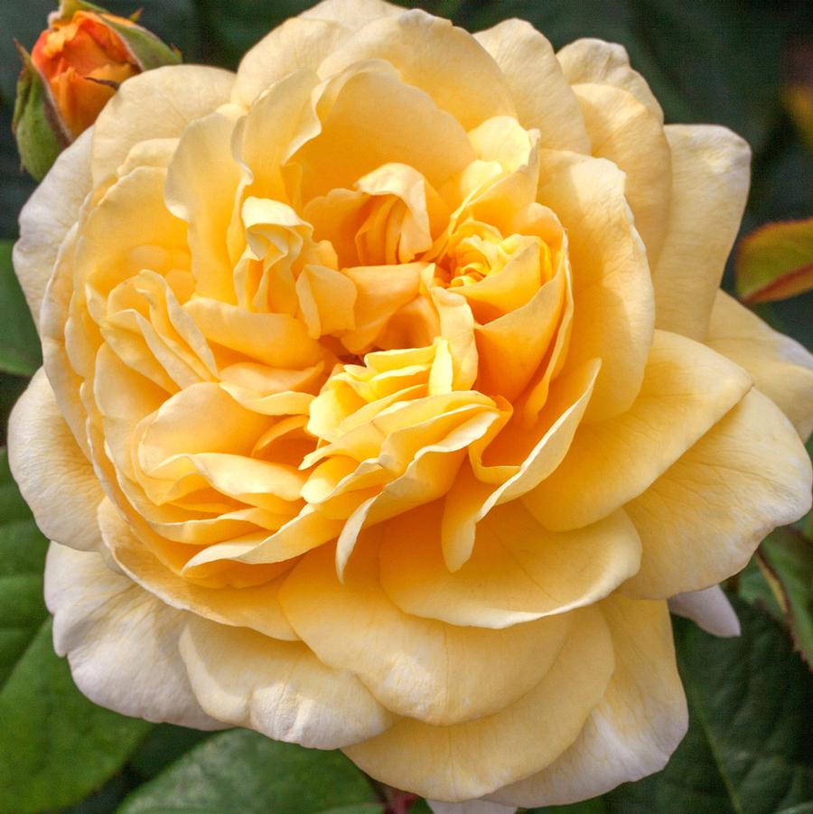 Moonlight Romantica Hybrid T Rose - LandscapeDirect