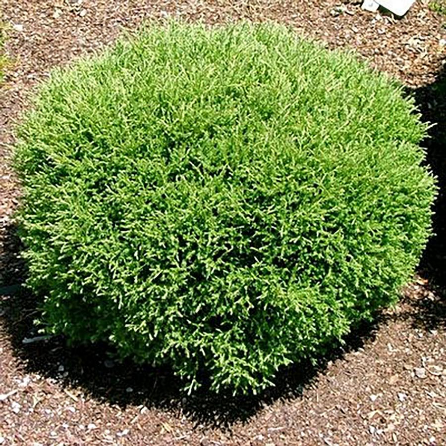 Mr. Bowling Ball Arborvitae - LandscapeDirect