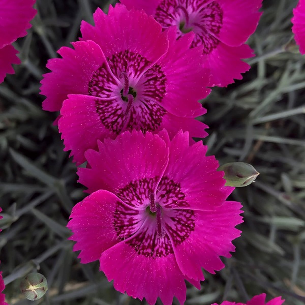 Neon Star Improved Star Single Pinks - LandscapeDirect