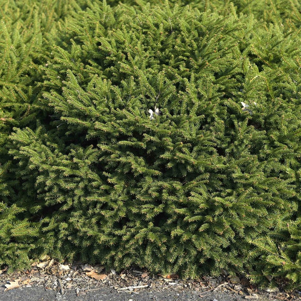 Nest Spruce – LandscapeDirect