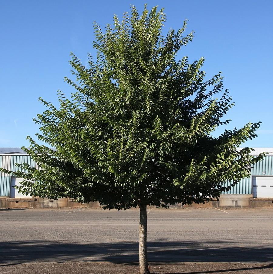 New Horizon Elm - LandscapeDirect
