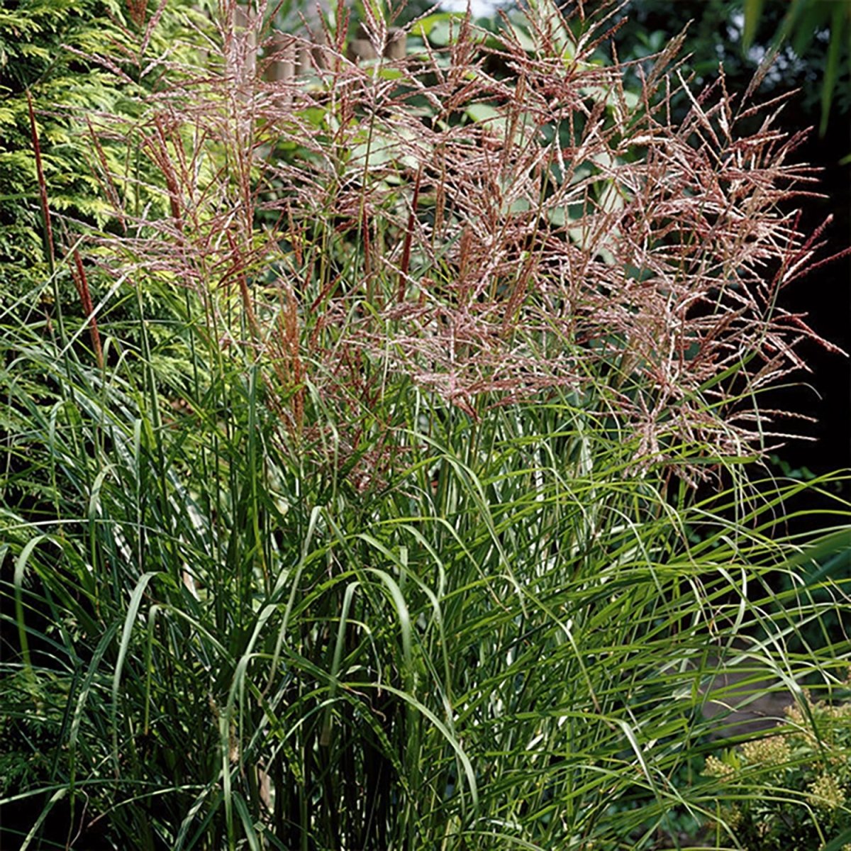 Nippon Maiden Grass - LandscapeDirect