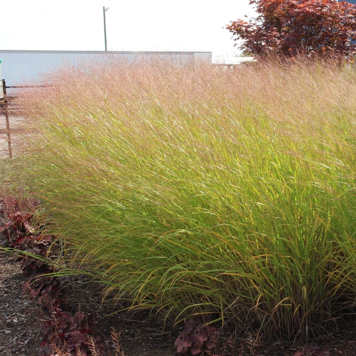 Northwind Switchgrass - LandscapeDirect