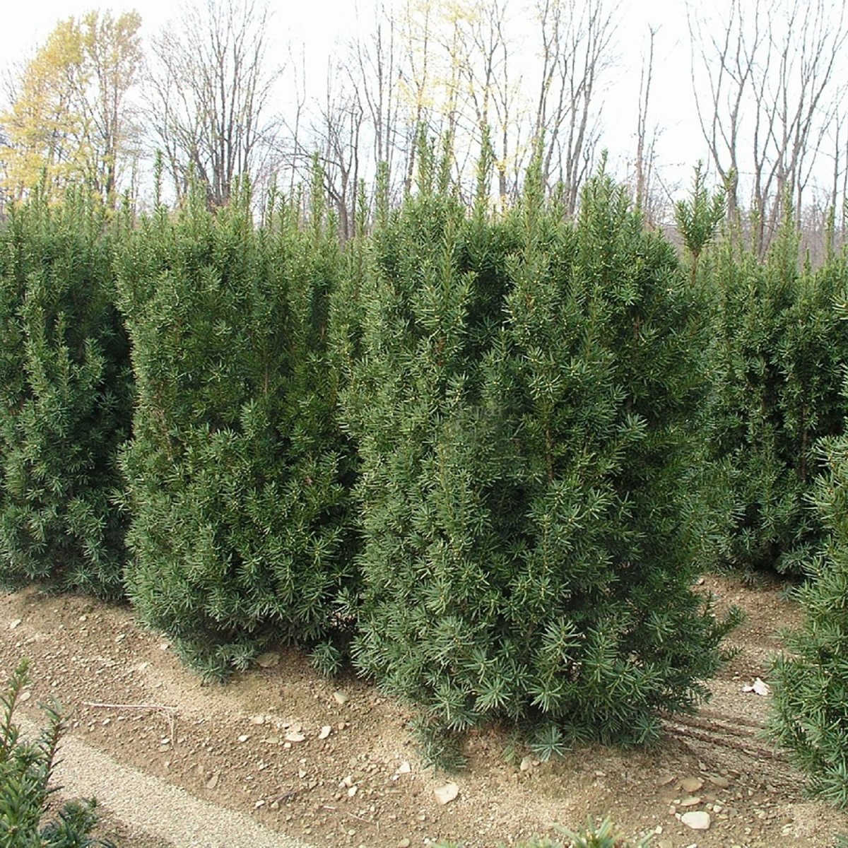 Nova Japanese Yew - LandscapeDirect