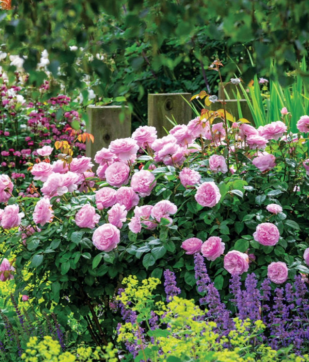 Olivia Rose Austin - LandscapeDirect
