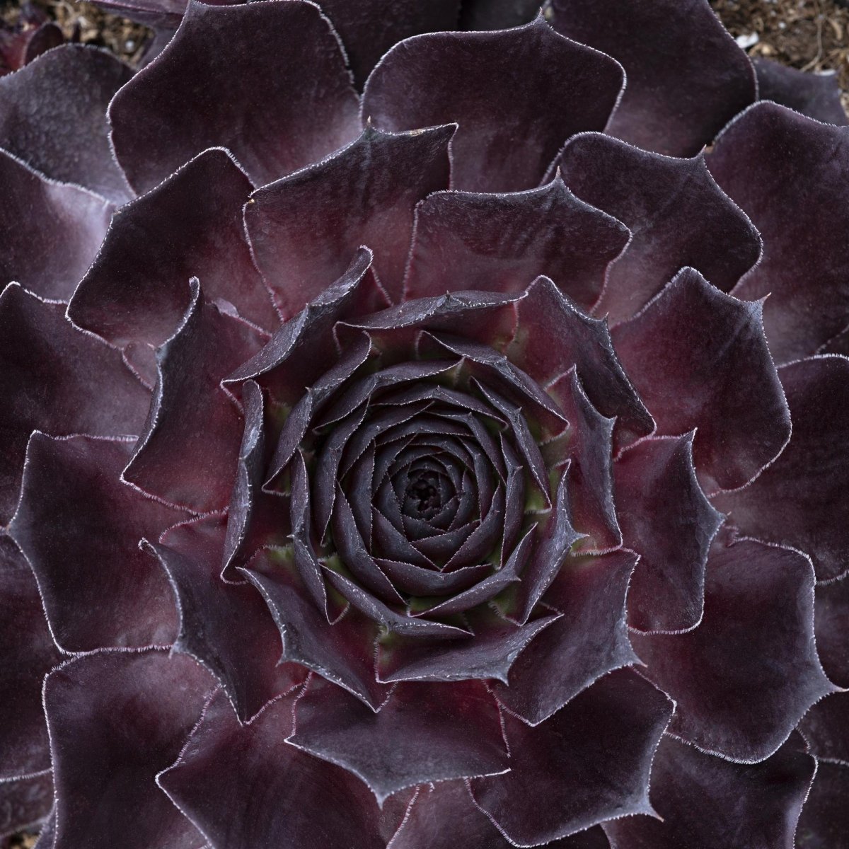 Onyx Hen and Chicks - LandscapeDirect
