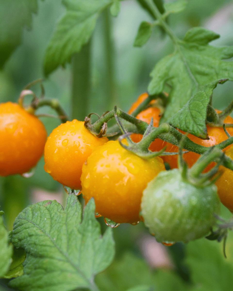 Orange Cherry Tomato - LandscapeDirect