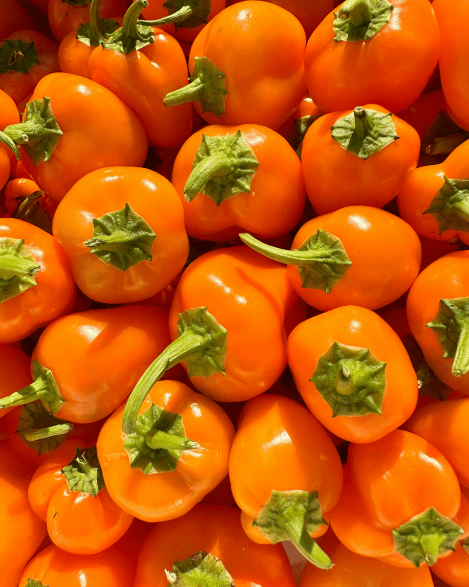 Orange Snacking Pepper - LandscapeDirect