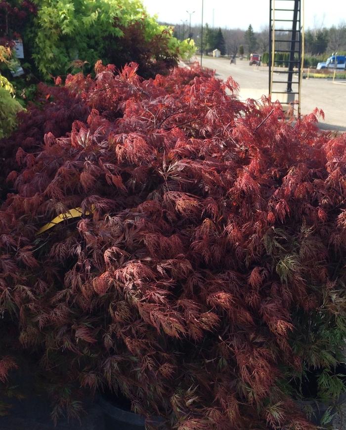 Orangeola Laceleaf Japanese Maple - LandscapeDirect