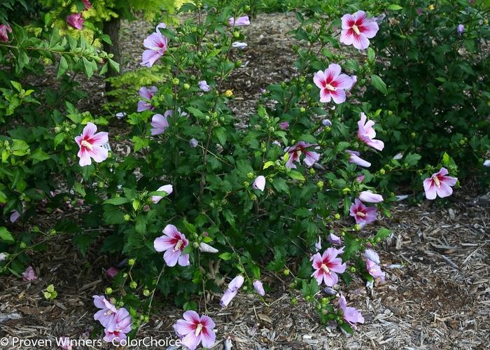 Orchid Satin Rose of Sharon - LandscapeDirect