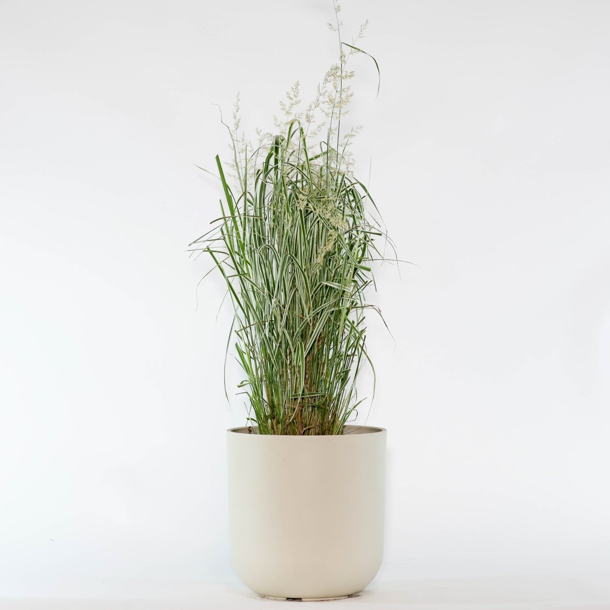 Overdam Feather Reed Grass - LandscapeDirect
