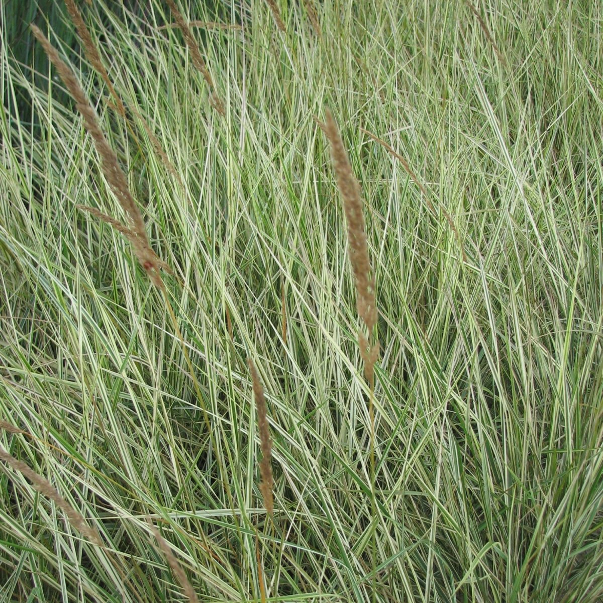 Overdam Feather Reed Grass - LandscapeDirect