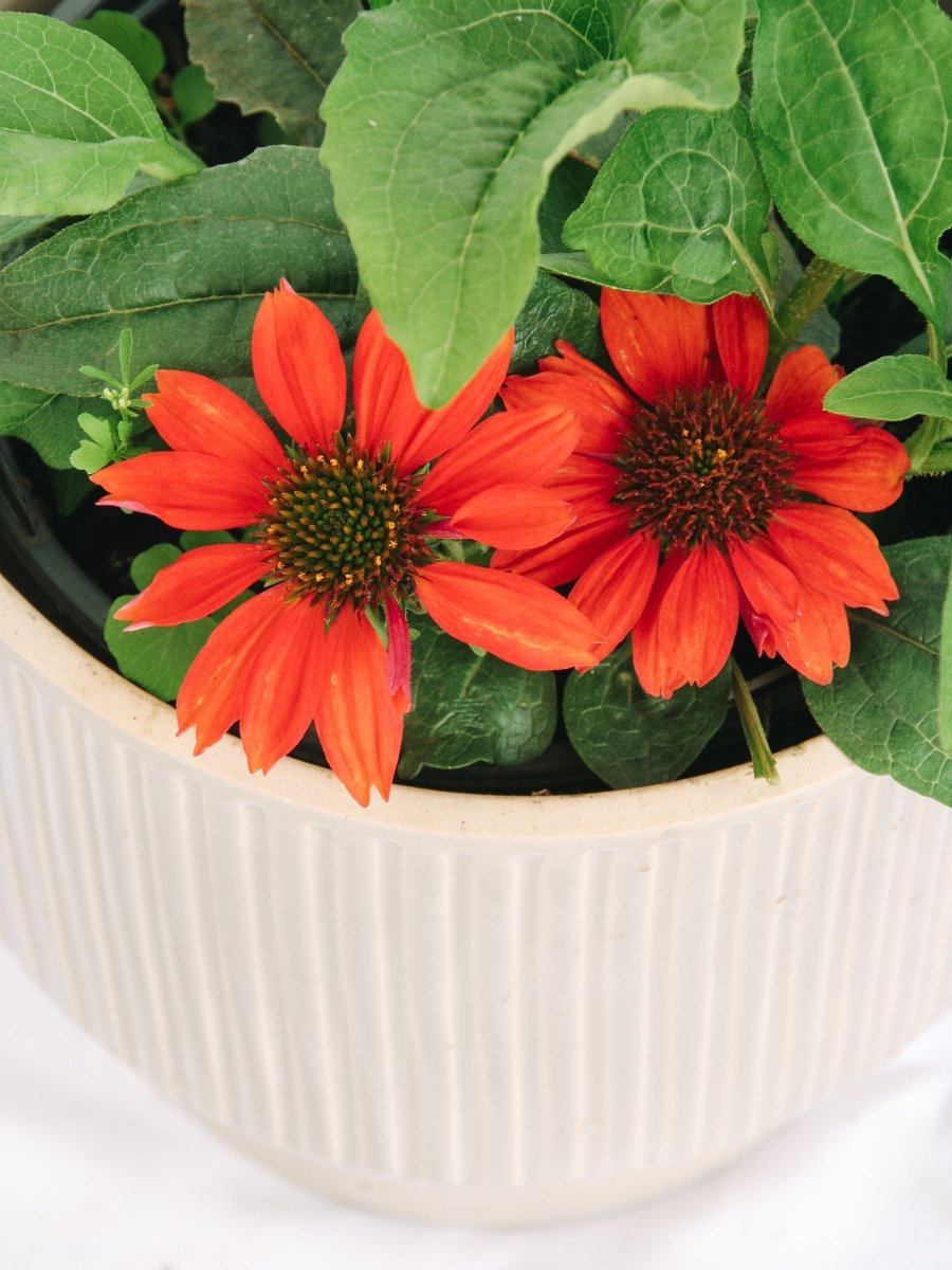 Panama Red Coneflower - LandscapeDirect