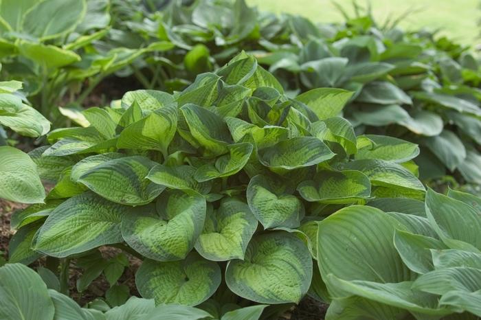 Paradigm Hosta - LandscapeDirect