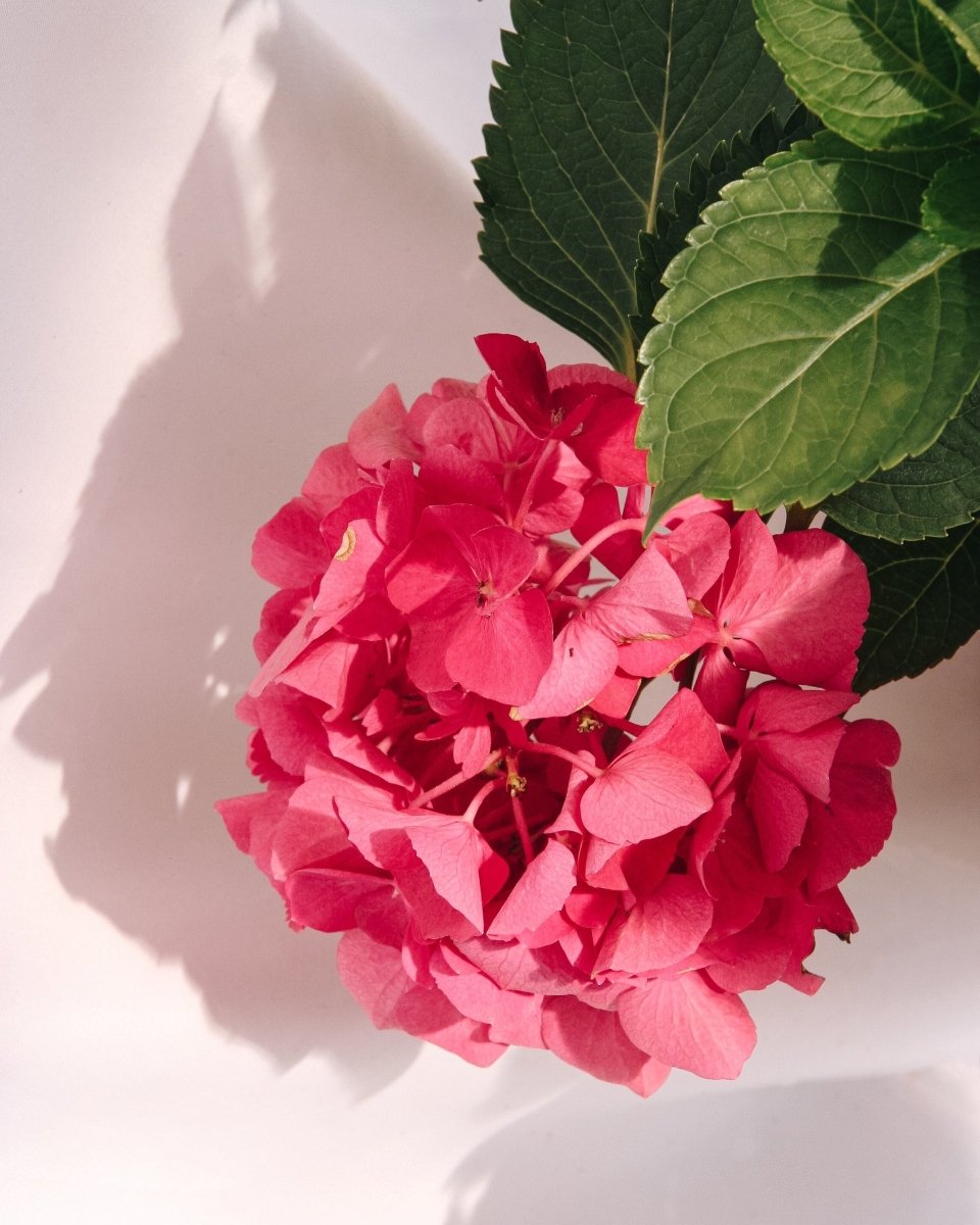 Paris Bigleaf Hydrangea - LandscapeDirect