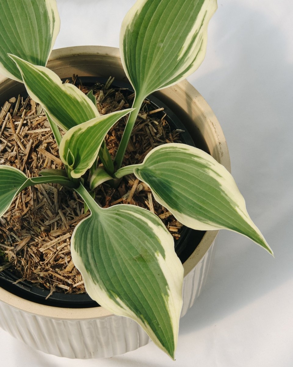 Patriot Hosta - LandscapeDirect