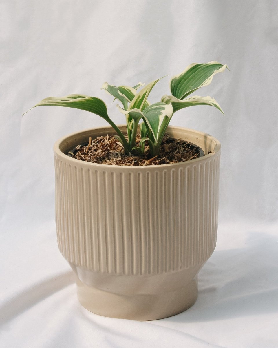 Patriot Hosta - LandscapeDirect