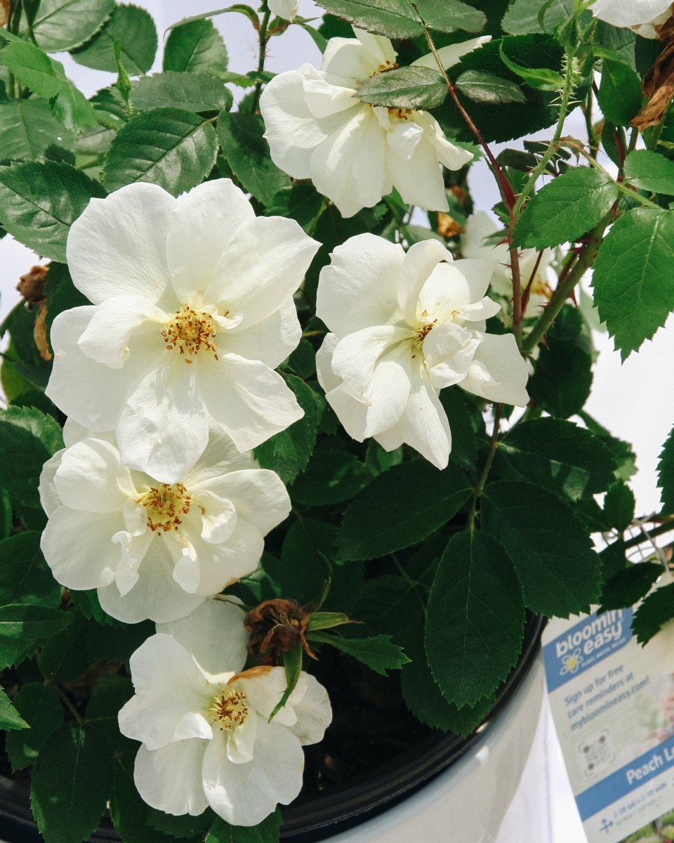 Peach Lemonade Rose - LandscapeDirect