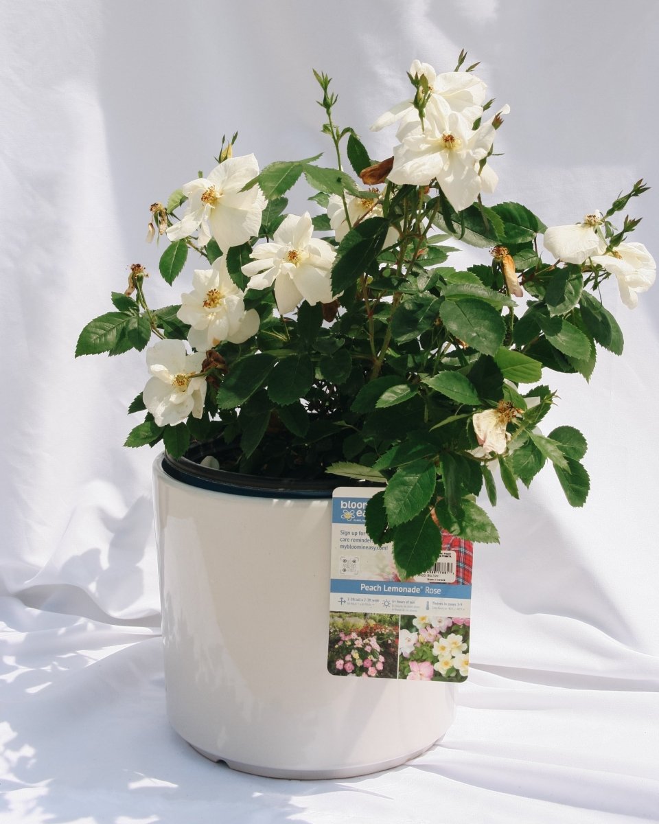 Peach Lemonade Rose - LandscapeDirect