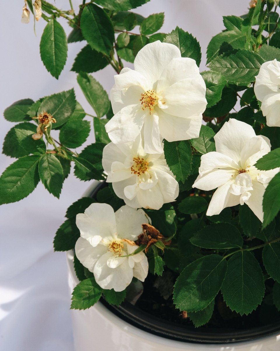 Peach Lemonade Rose - LandscapeDirect