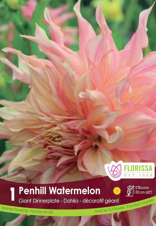 Penhill Watermelon Dinnerplate Dahlia - LandscapeDirect