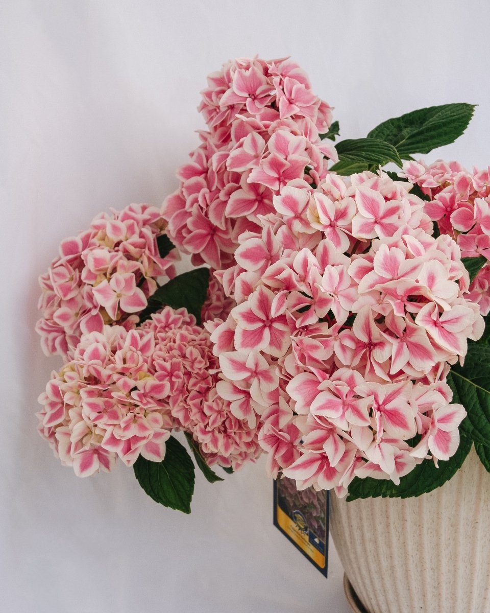 Peppermint Hydrangea - LandscapeDirect