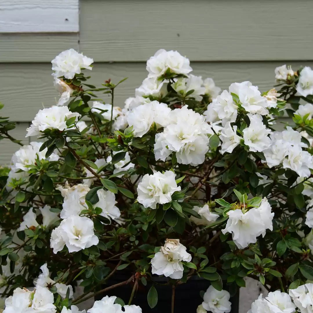 Perfecto Mundo Double White Reblooming Azalea – LandscapeDirect