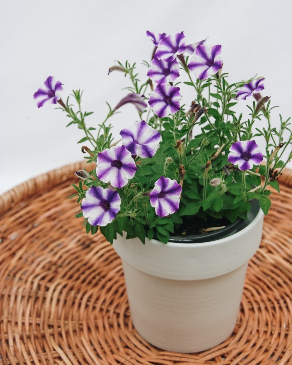 Petunia Supertunia Mini Vista Violet Star - LandscapeDirect