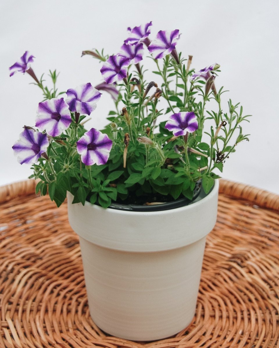 Petunia Supertunia Mini Vista Violet Star - LandscapeDirect