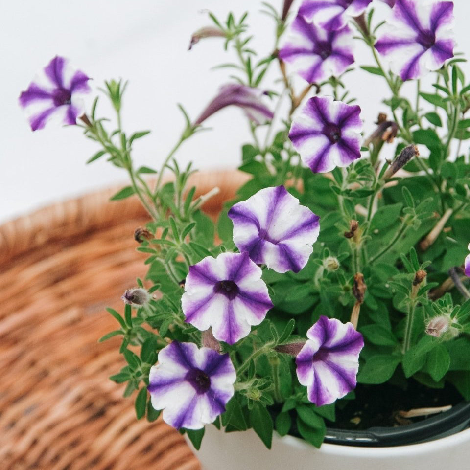 Petunia Supertunia Mini Vista Violet Star – LandscapeDirect