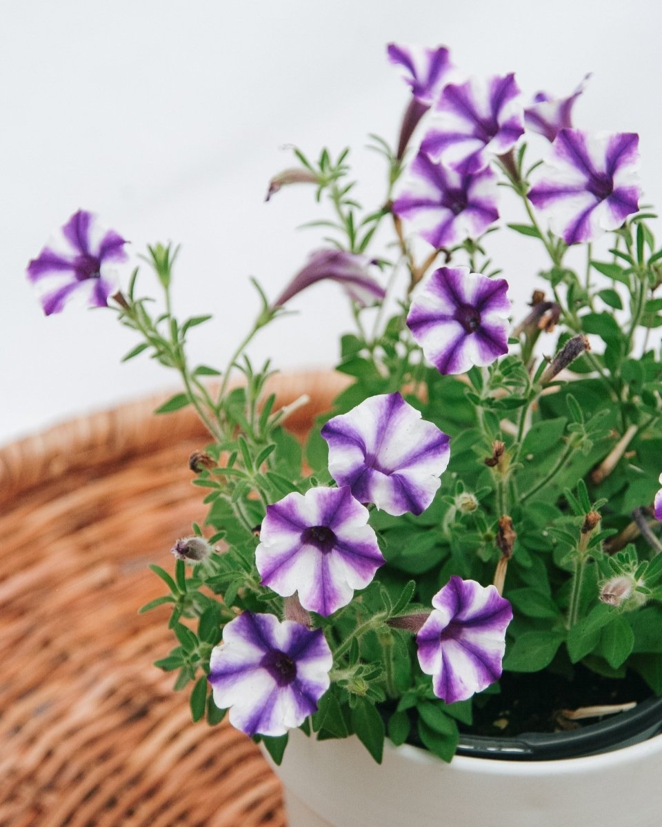 Petunia Supertunia Mini Vista Violet Star - LandscapeDirect