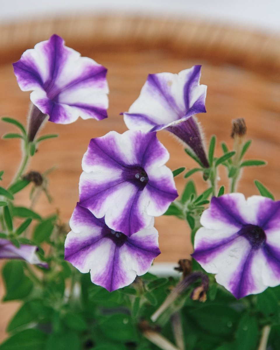 Petunia Supertunia Mini Vista Violet Star - LandscapeDirect