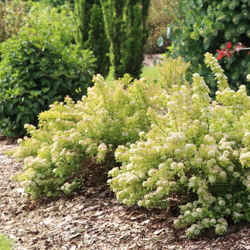 PICKLEBALL™ Ninebark - LandscapeDirect