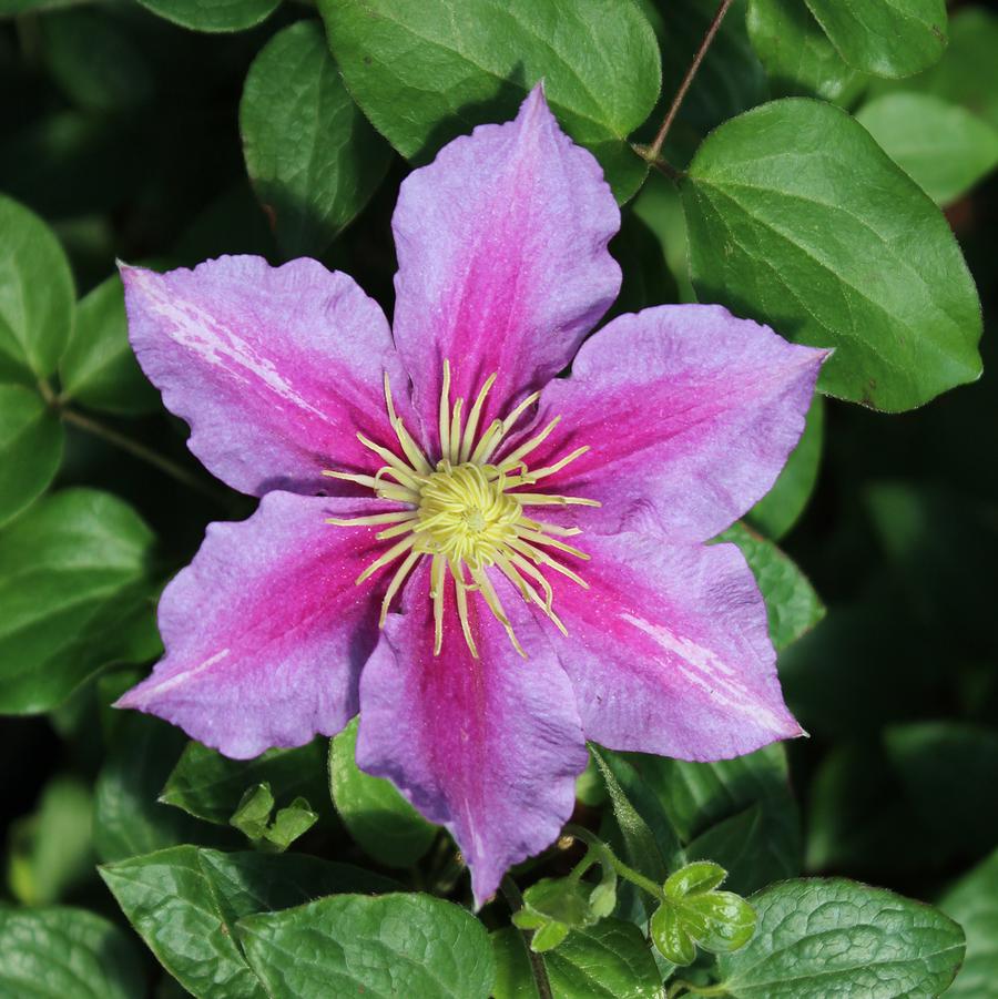 Piilu Clematis - LandscapeDirect