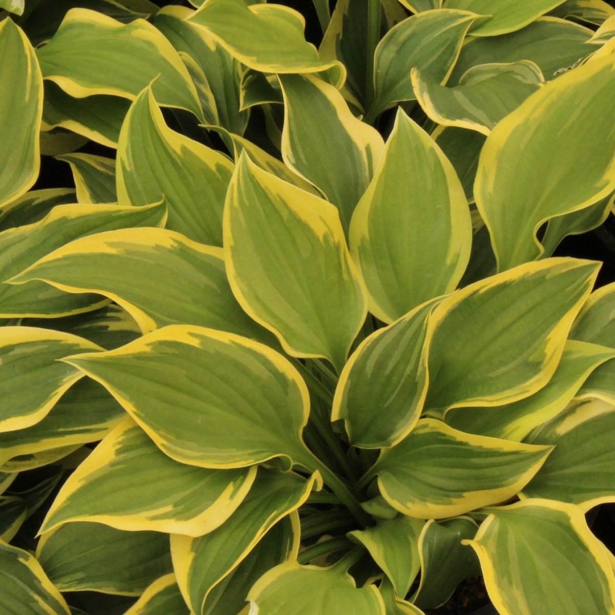 Pilgrim Hosta - LandscapeDirect