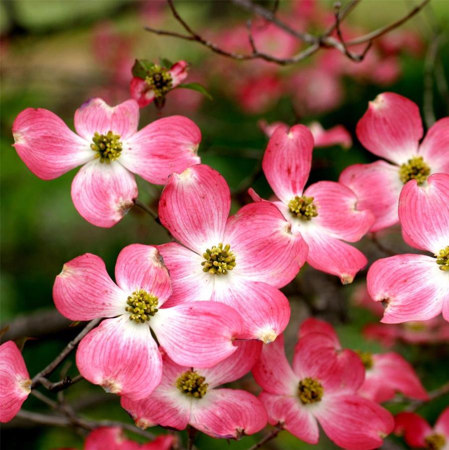 Pink Flowering Dogwood - LandscapeDirect