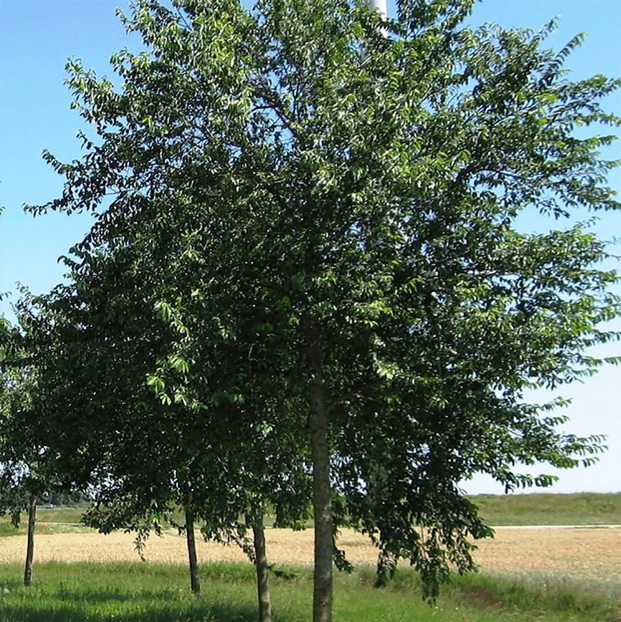 Pioneer Elm - LandscapeDirect