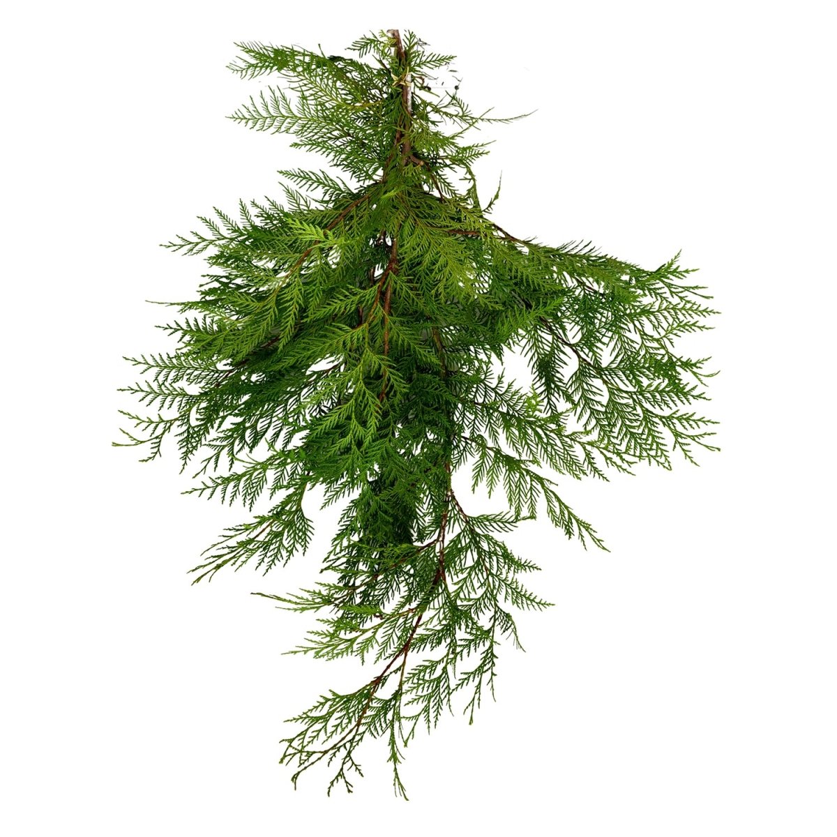Port Orford Cedar Boughs - LandscapeDirect