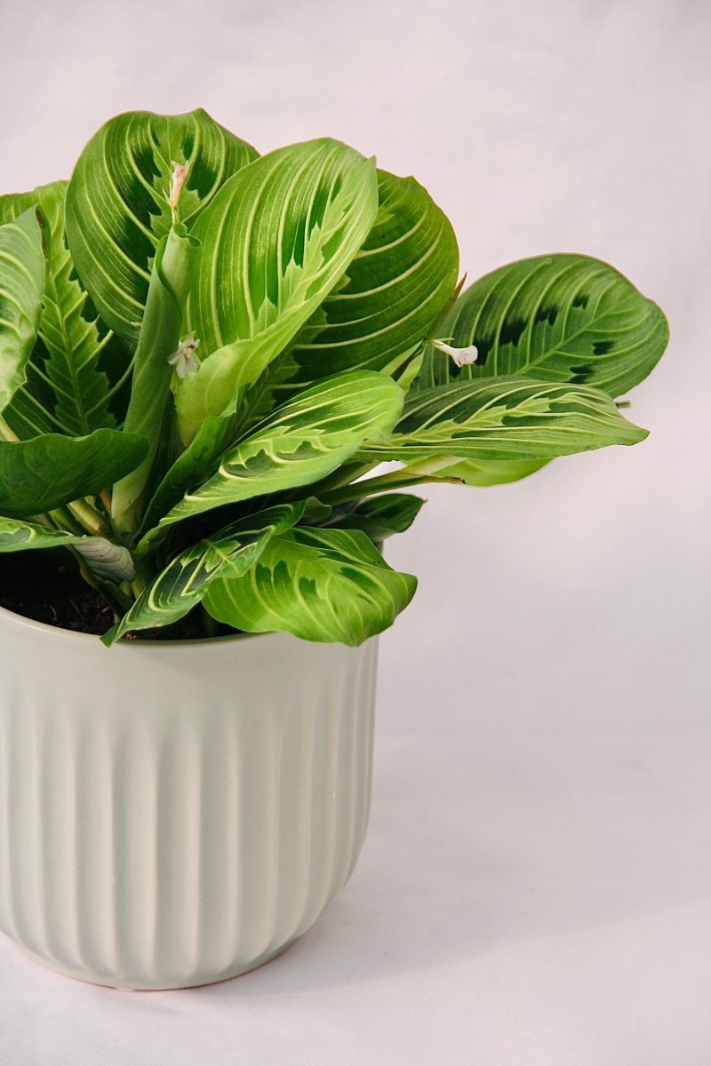cherry lime prayer plant Prayer Plant Lemon Lime – LandscapeDirect
