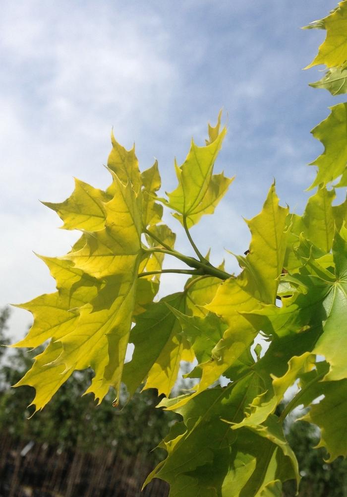 Princeton Gold Norway Maple - LandscapeDirect