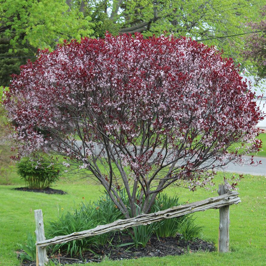 Purple Leaf Sand Cherry - LandscapeDirect