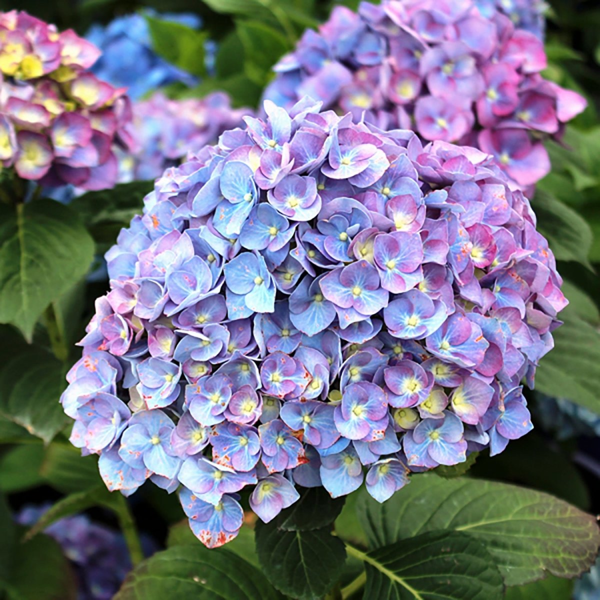 Purple Passion Hydrangea – LandscapeDirect