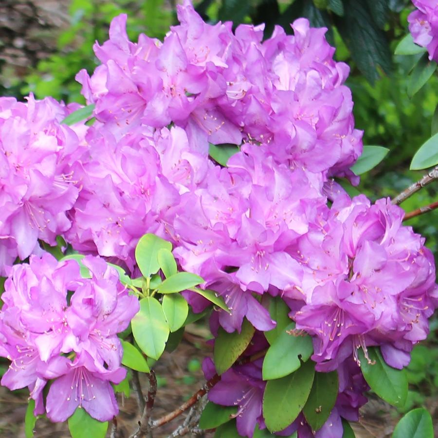 Purple Passion Rhododendron – LandscapeDirect